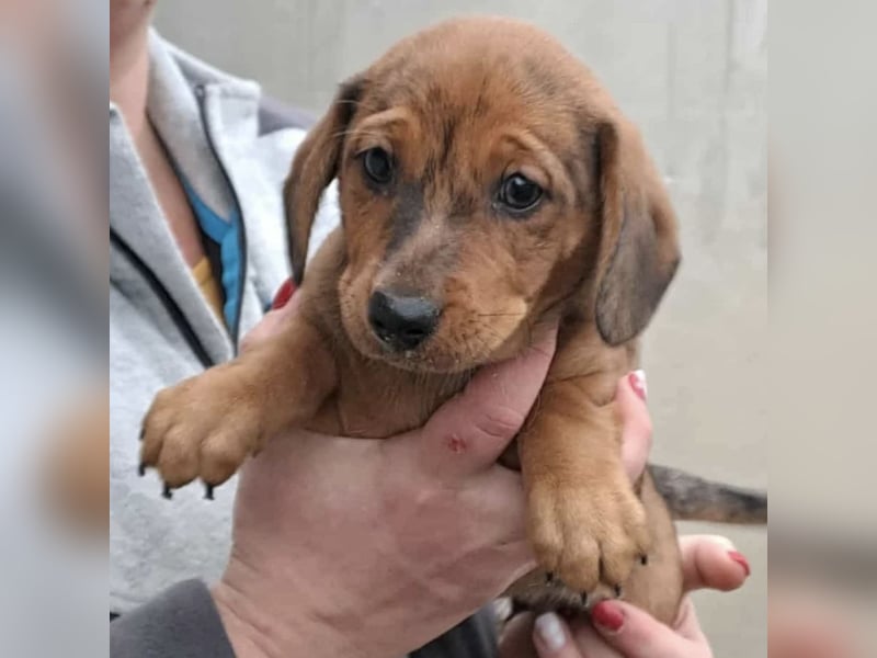 JULIE - AUF DER SUCHE NACH GEBORGENHEIT