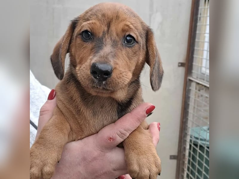 JULIE - AUF DER SUCHE NACH GEBORGENHEIT