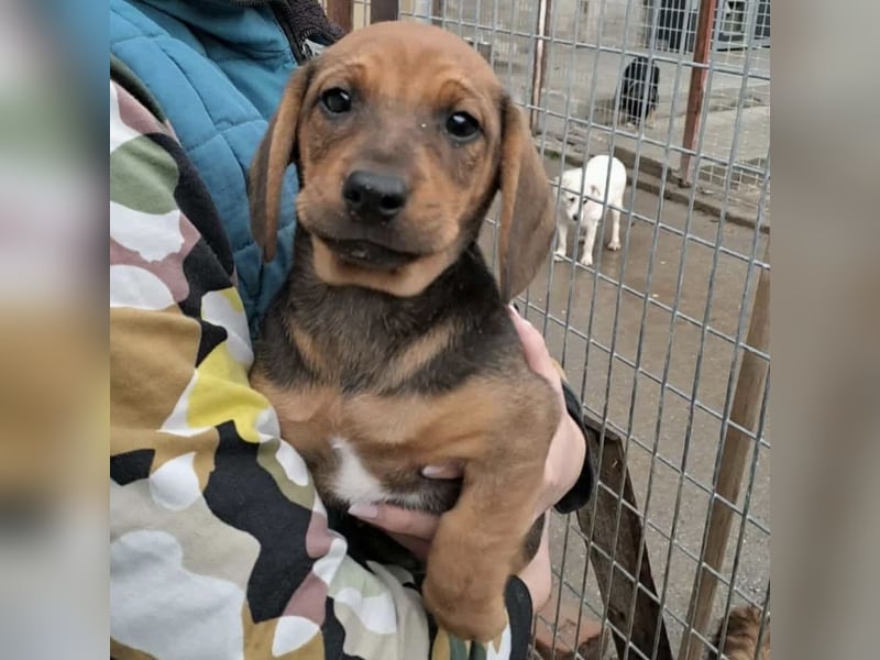 KIRA - AUF IN DIE GROßE WELT