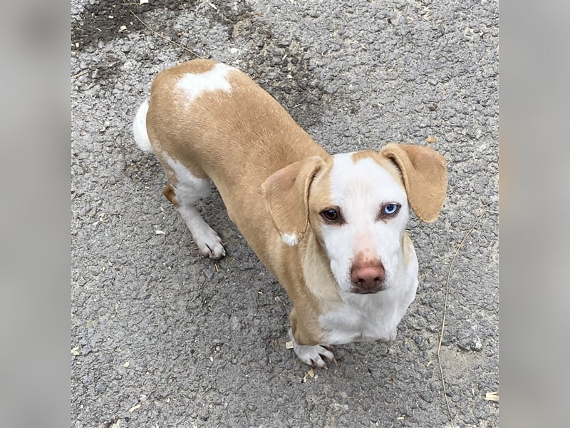 DACKEL SUSHI SUCHT IHR ZUHAUSE