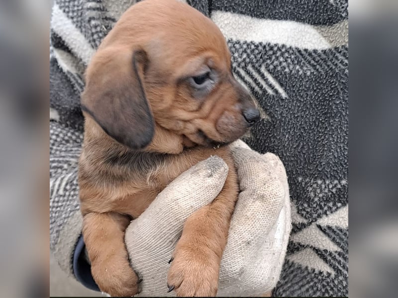 FIENCHEN - WELPENMÄDCHEN MIT HERZ