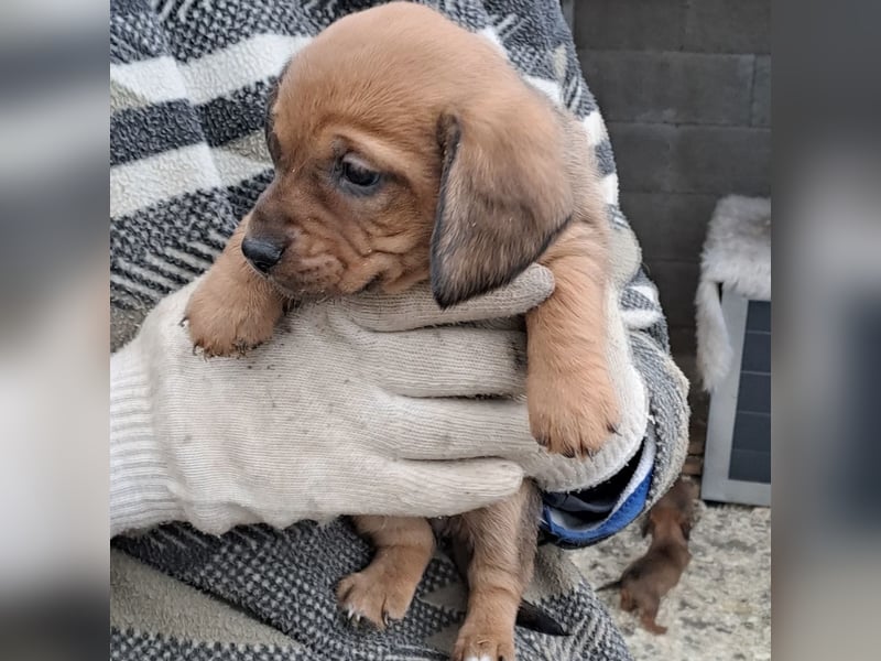 KRÜMEL SUCHT DAS ABENDTEUER