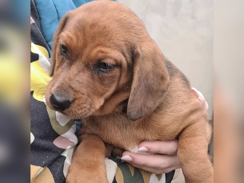 DAISY MÖCHTE ANKOMMEN