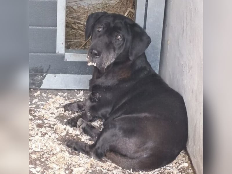 DARUN - LEBENSABEND GESUCHT