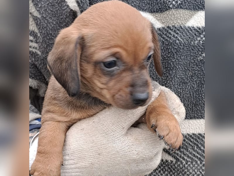 FIENCHEN - WELPENMÄDCHEN MIT HERZ