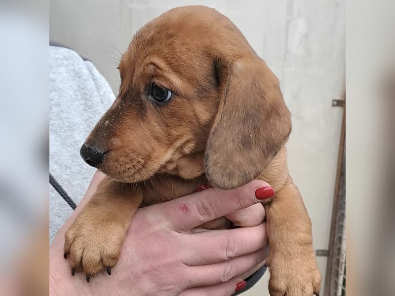 CLEO SUCHT FÜR-IMMER-ZUHAUSE