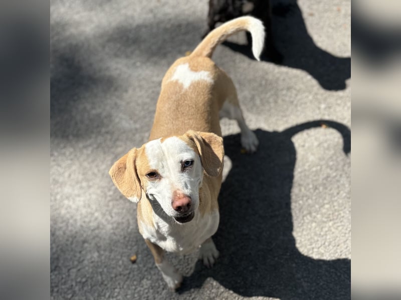 DACKEL SUSHI SUCHT IHR ZUHAUSE