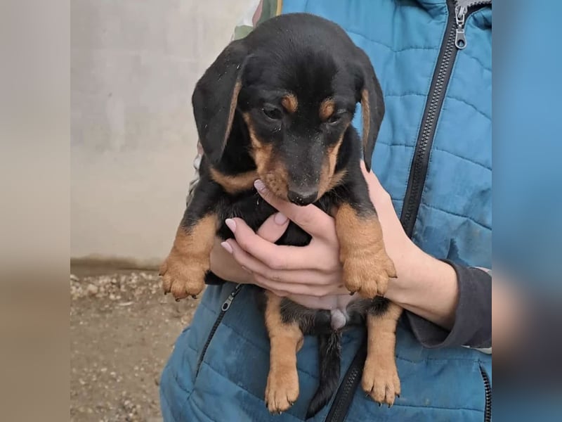 ELLIE - DACKELMÄDCHEN SUCHT FAMILIE