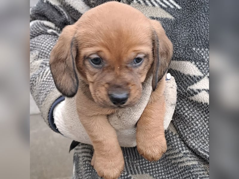 KRÜMEL SUCHT DAS ABENDTEUER