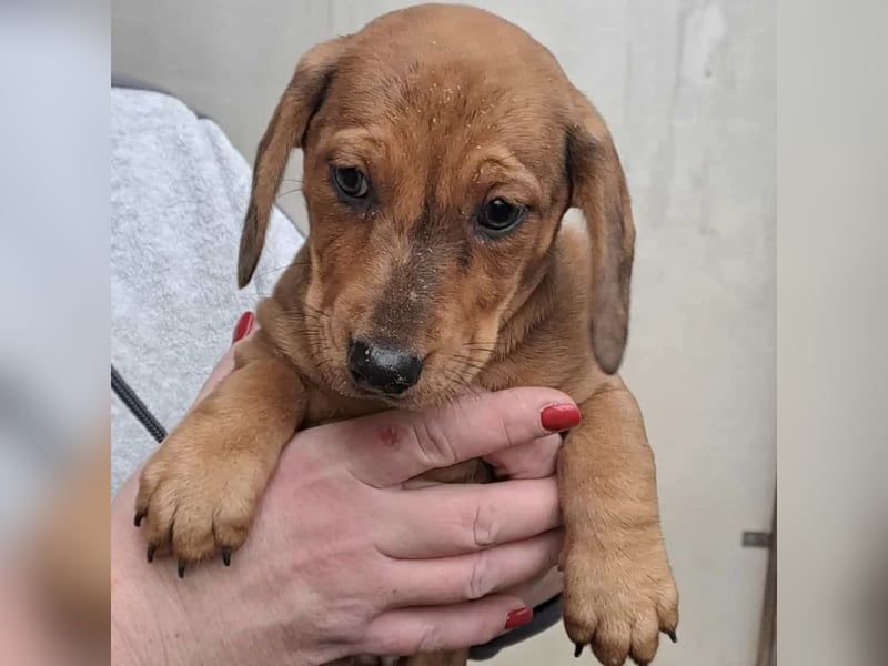 CLEO SUCHT FÜR-IMMER-ZUHAUSE