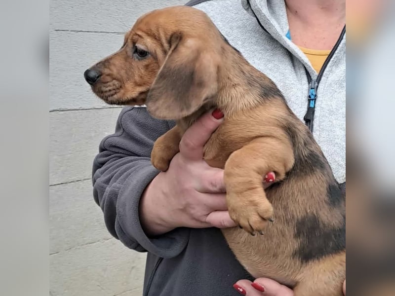 NALA - SÜßER DACKELWELPE