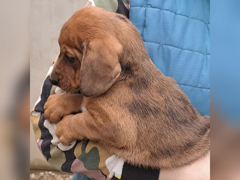 DAISY MÖCHTE ANKOMMEN