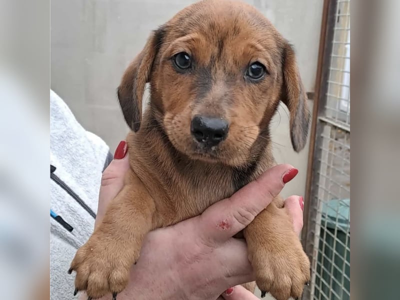 JULIE - AUF DER SUCHE NACH GEBORGENHEIT