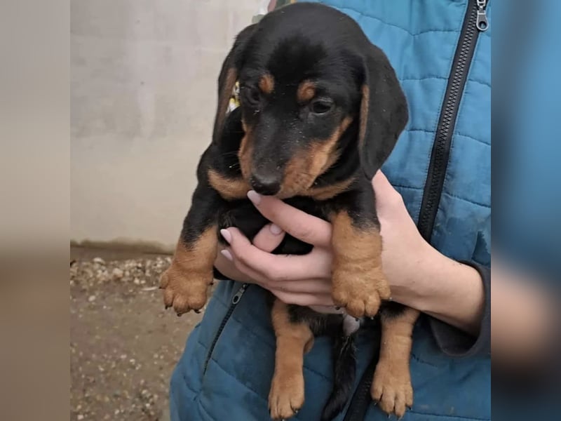 ELLIE - DACKELMÄDCHEN SUCHT FAMILIE