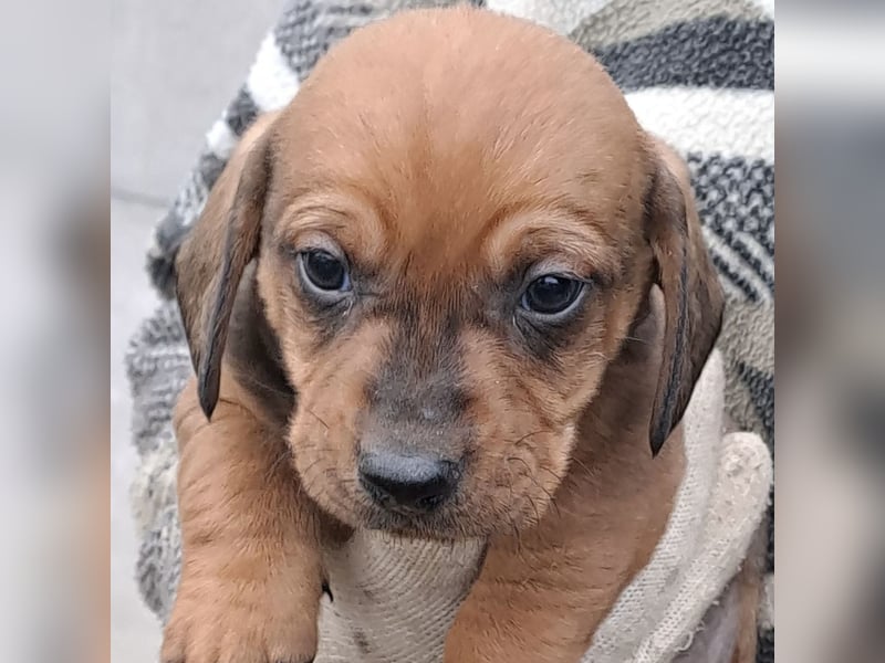 FINN - SÜßER DACKELJUNGE