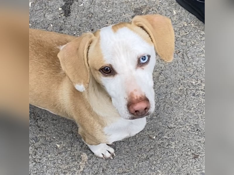 DACKEL SUSHI SUCHT IHR ZUHAUSE