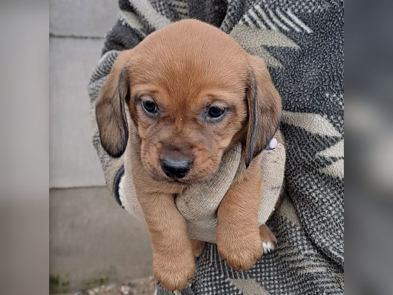 KRÜMEL SUCHT DAS ABENDTEUER