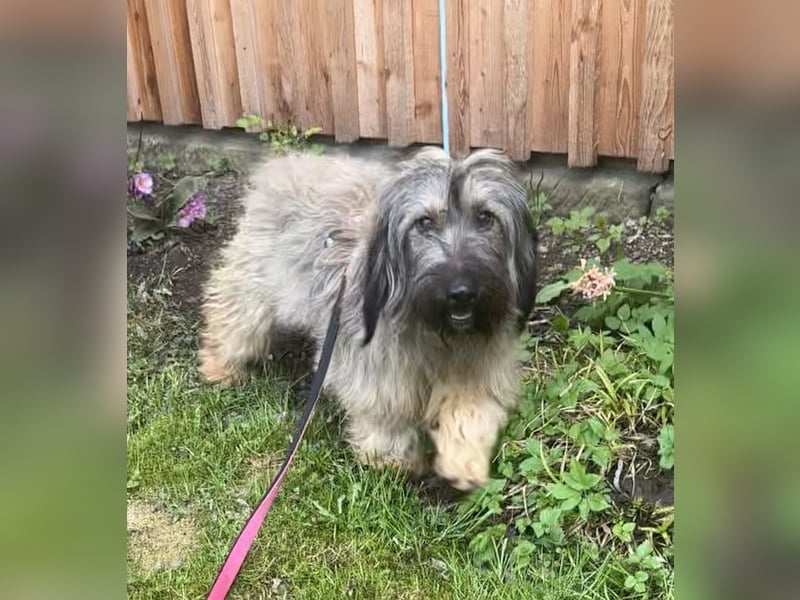 Csomi sucht einen Kuschelplatz