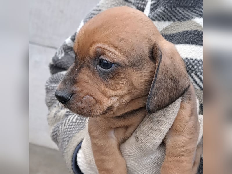 FINN - SÜßER DACKELJUNGE