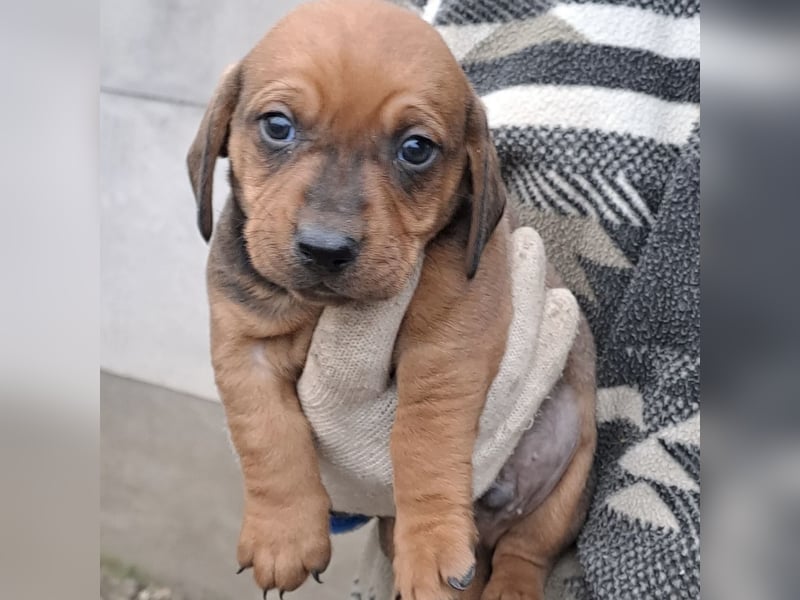 FINN - SÜßER DACKELJUNGE