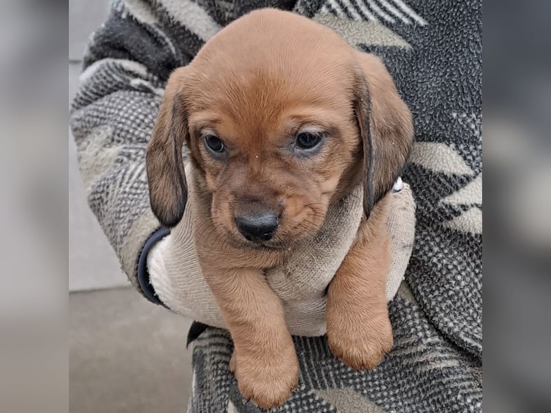 KRÜMEL SUCHT DAS ABENDTEUER