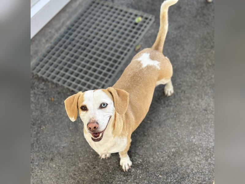 DACKEL SUSHI SUCHT IHR ZUHAUSE