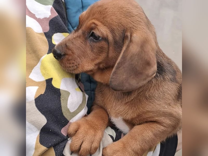 DAISY MÖCHTE ANKOMMEN