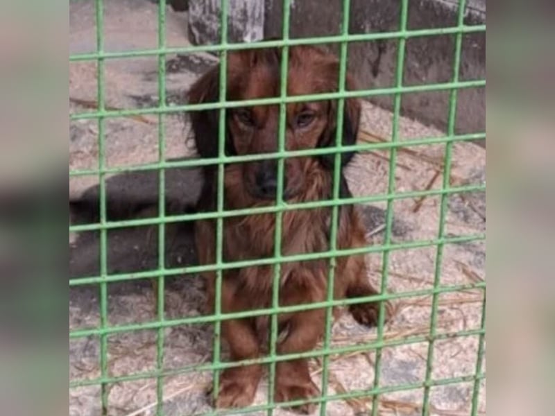 TOOPPER - LIEF FREI HERUM