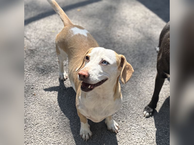 DACKEL SUSHI SUCHT IHR ZUHAUSE