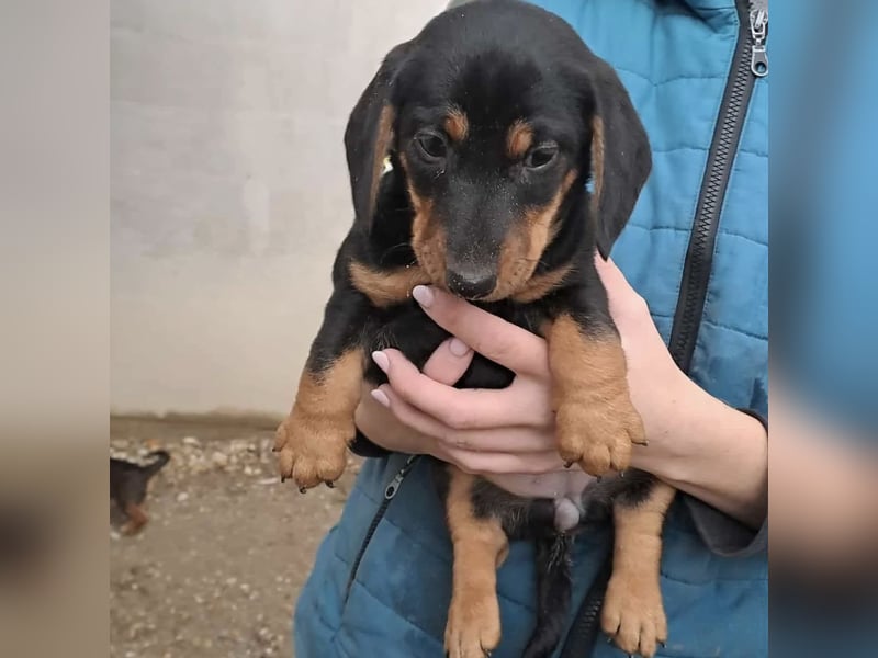 ELLIE - DACKELMÄDCHEN SUCHT FAMILIE
