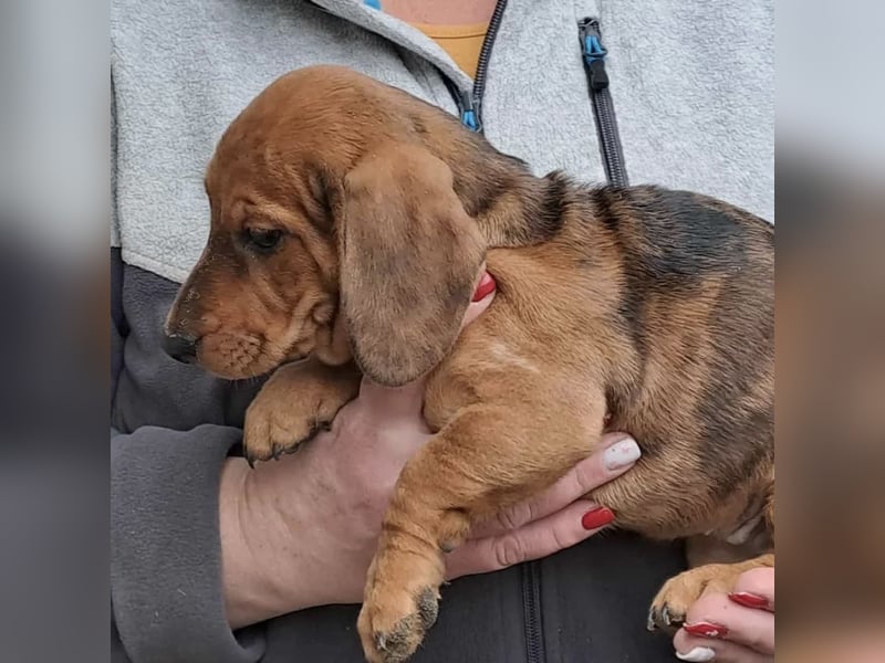 DAISY MÖCHTE ANKOMMEN