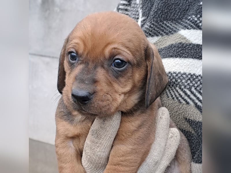 FINN - SÜßER DACKELJUNGE