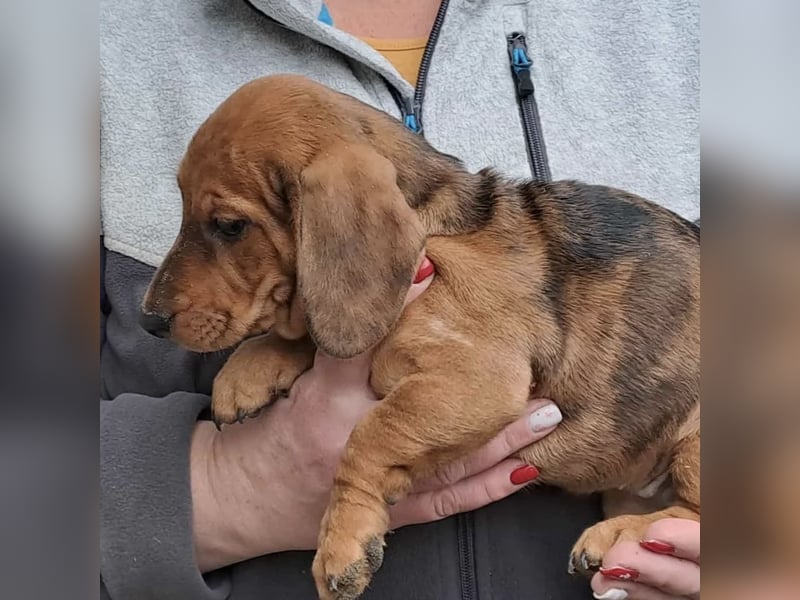 CLEO SUCHT FÜR-IMMER-ZUHAUSE