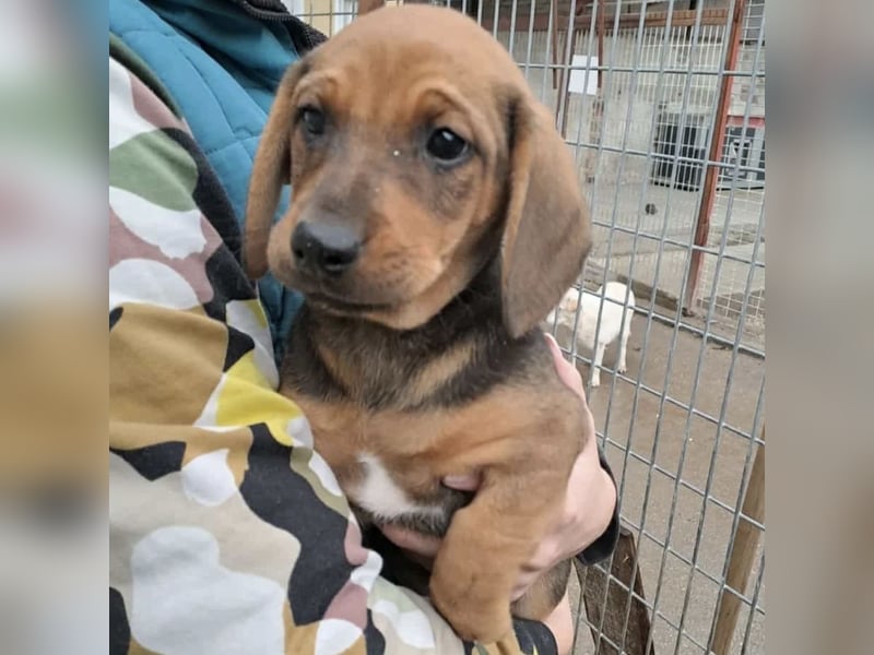 KIRA - AUF IN DIE GROßE WELT