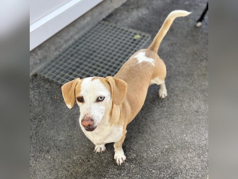 DACKEL SUSHI SUCHT IHR ZUHAUSE