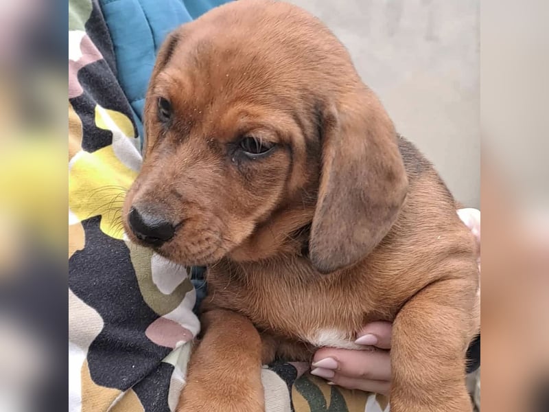 DAISY MÖCHTE ANKOMMEN