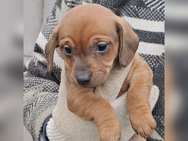 MINNIE IST BEREIT FÜRS LEBEN