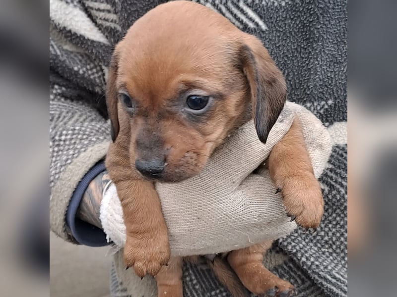 FIENCHEN - WELPENMÄDCHEN MIT HERZ