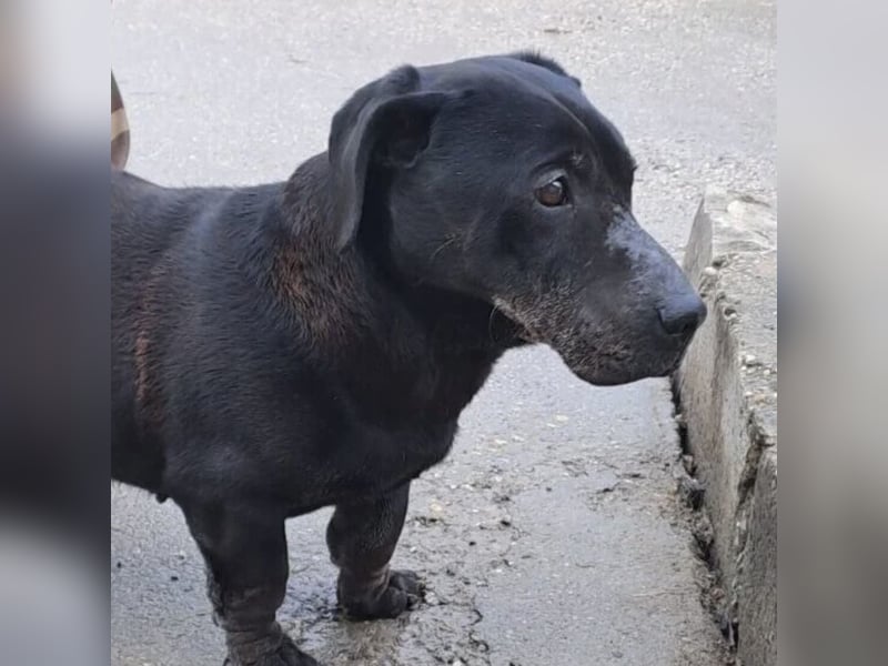 DARUN - LEBENSABEND GESUCHT