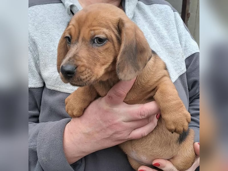 NALA - SÜßER DACKELWELPE