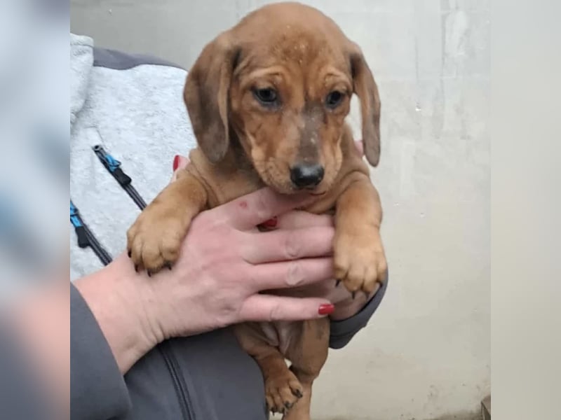 CLEO SUCHT FÜR-IMMER-ZUHAUSE