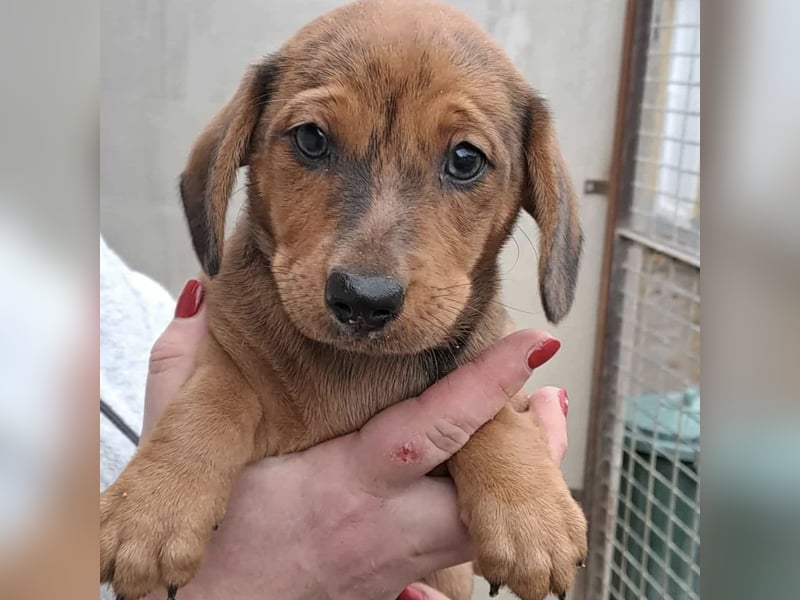 JULIE - AUF DER SUCHE NACH GEBORGENHEIT