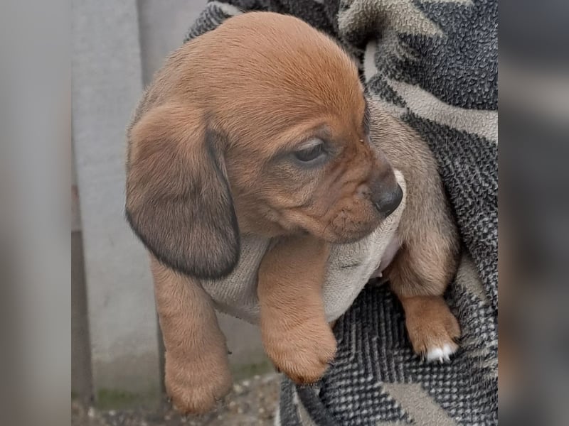 KRÜMEL SUCHT DAS ABENDTEUER