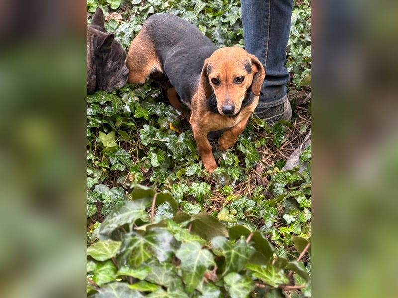 Ich heiße Kira ... Pflegestelle in 48249 Dülmen