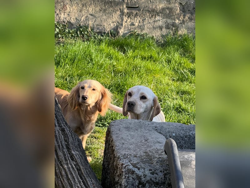 Loreal, Langhaardackel-Mix, Pflegestelle in 48249 Dülmen