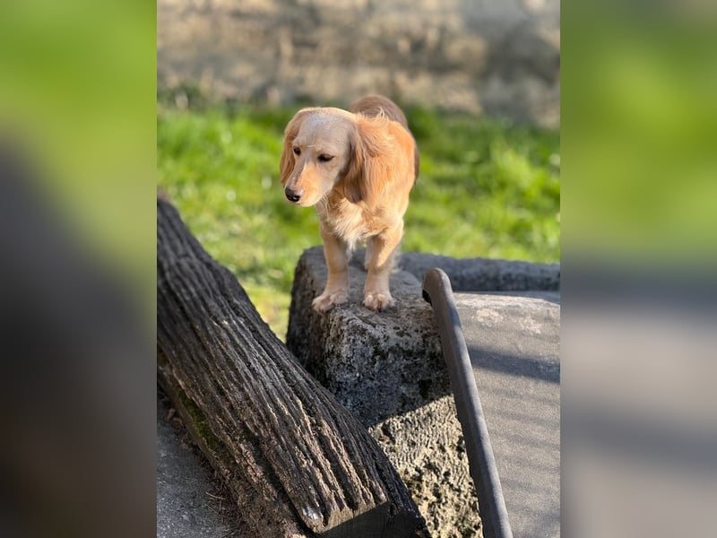 Loreal, Langhaardackel-Mix, Pflegestelle in 48249 Dülmen