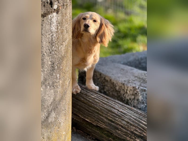 Loreal, Langhaardackel-Mix, Pflegestelle in 48249 Dülmen