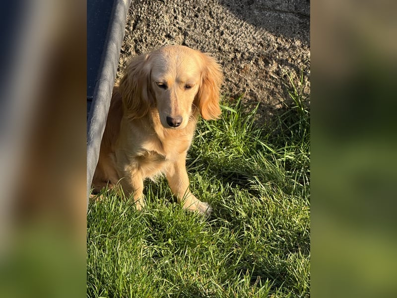 Loreal, Langhaardackel-Mix, Pflegestelle in 48249 Dülmen