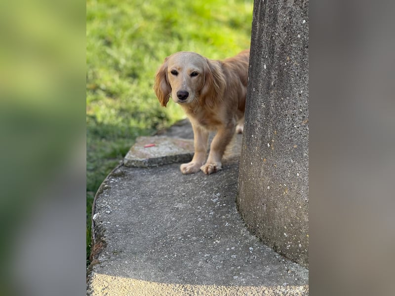Loreal, Langhaardackel-Mix, Pflegestelle in 48249 Dülmen