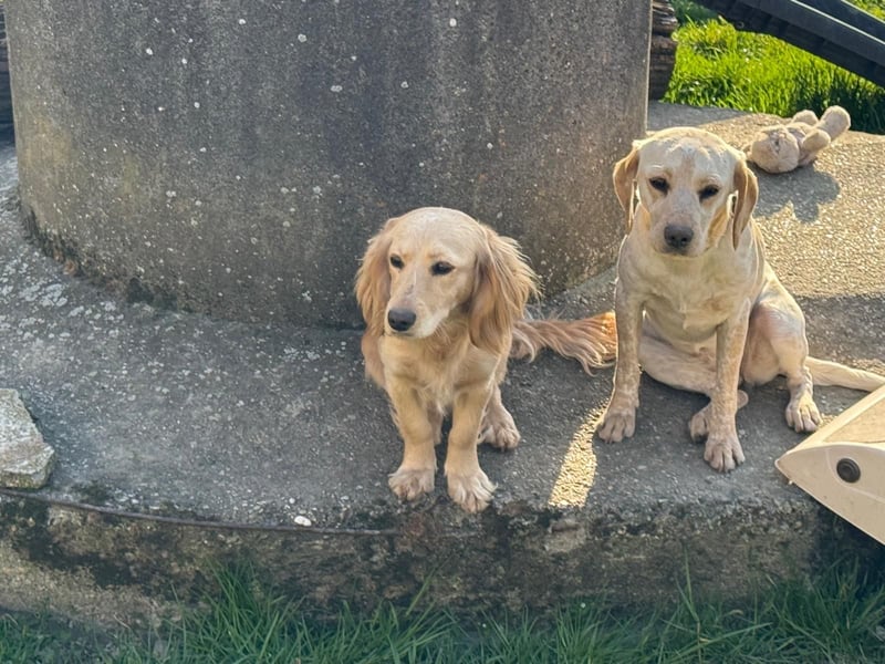 Loreal, Langhaardackel-Mix, Pflegestelle in 48249 Dülmen